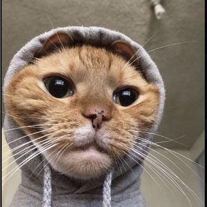 Meet your Posher, Brady